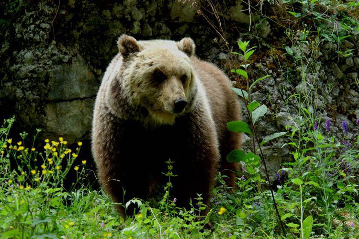 Consiglio Stato salva la vita dell’orsa F36: soddisfazione Enpa
