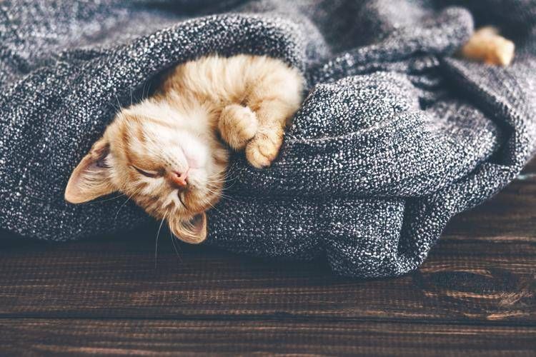 Un gatto