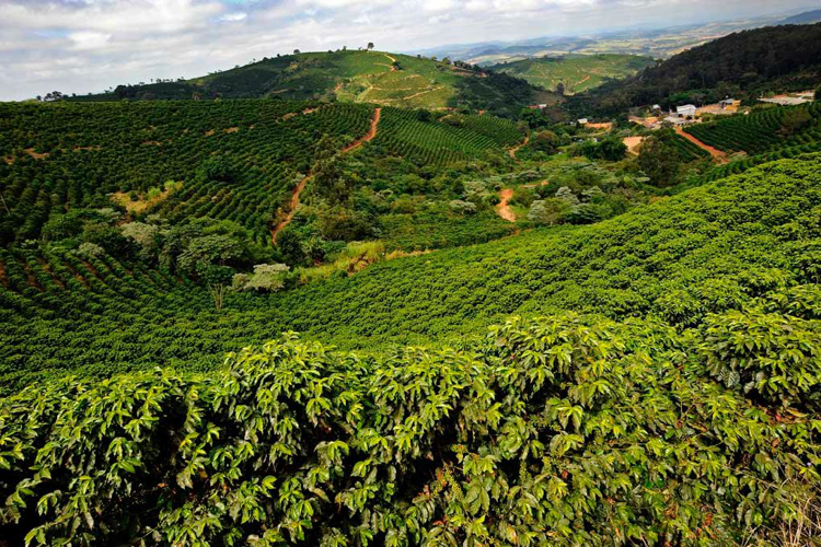 Caffè: da illycaffè Arabica Selection Brasile Cerrado Mineiro, 1° da agricoltura rigenerativa