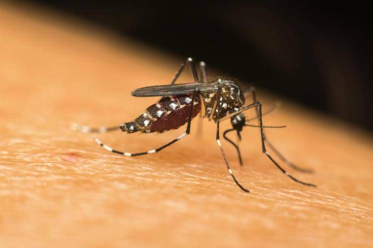 Questo è l'Inizio della Fine - Pagina 13 Zanzaratigre_dengue_123rf