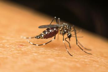Dengue Lazio, infettivologi: “Casi in aumento fino a novembre”