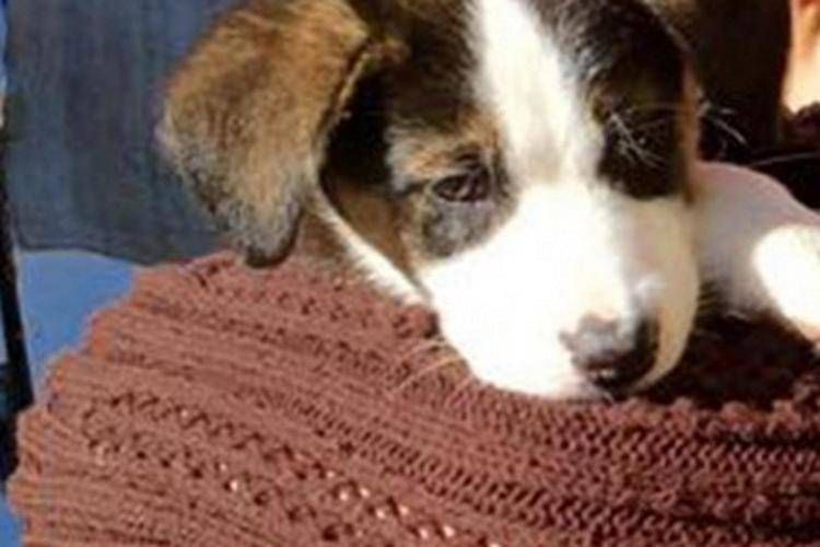 Un cucciolo di cane