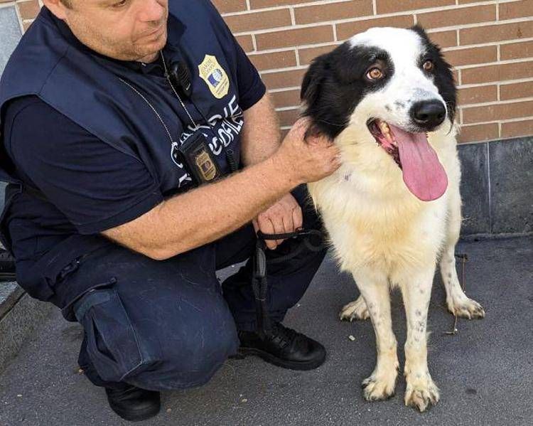 Il cane Zeus con una delle guardie Oipa