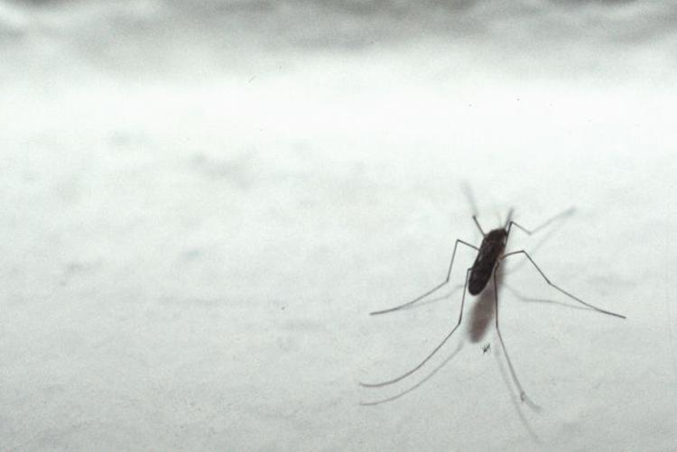 Una zanzara - (Fotogramma)