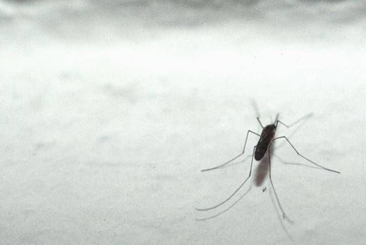 Zanzara (Fotogramma)