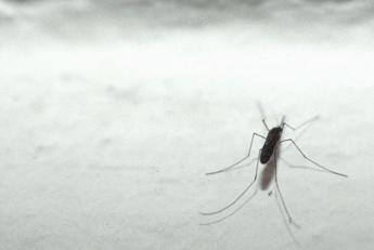 Dengue, 249 casi in Italia. Lombardia e Lazio le regioni più colpite