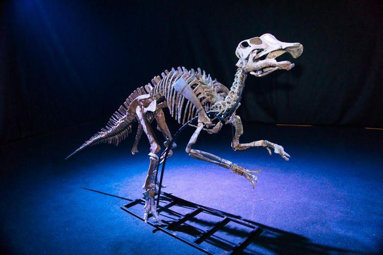 Il dinosauro Henry 'in mostra' a Roma, ha 70 milioni di anni