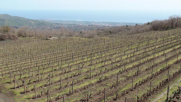 Sicilia: Fedagricoltura-Cifa, con viticoltori per più risorse nazionali per recente calamità naturale