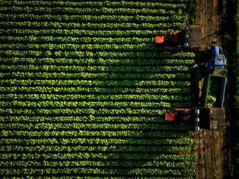 Tobacco, Coldiretti and Philip Morris: renewed supply chain agreement