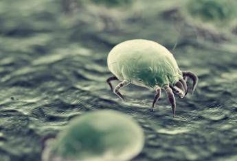 Not just bedbugs, from mites to fleas here are the guests of the bed