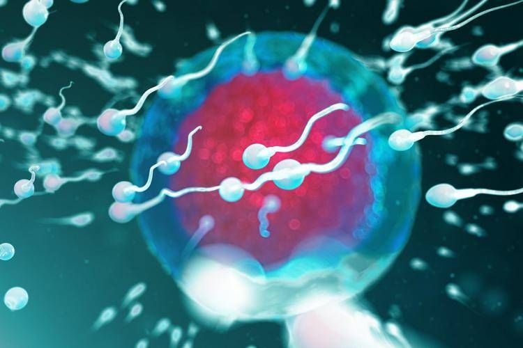 Spermatozoi - 123RF