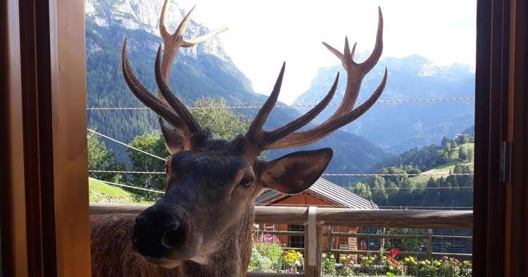 Ucciso Bambotto, il cervo cresciuto tra le case di Pecol