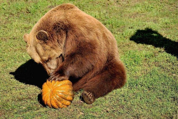 Foto di Massimiliano Di Giovanni – Archivio Bioparco