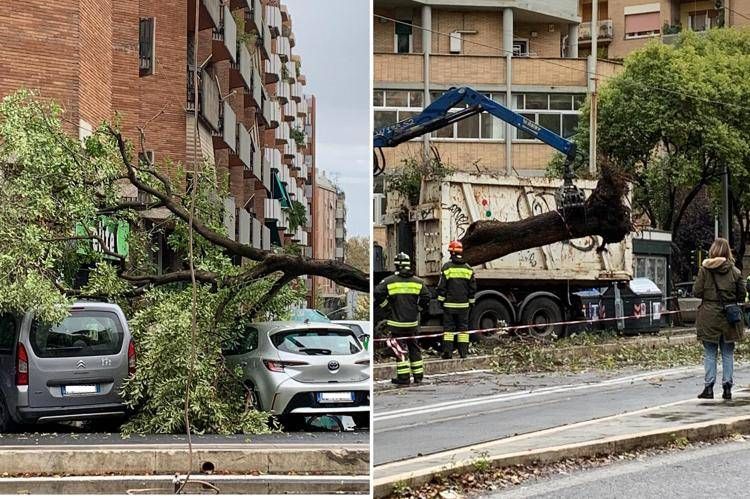 L'albero caduto a viale Trastevere