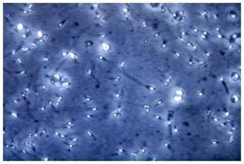 Immagine in aggiornamento