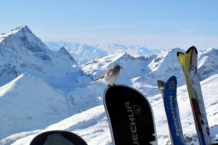 Montagne innevate e sport invernali - FOTOGRAMMA