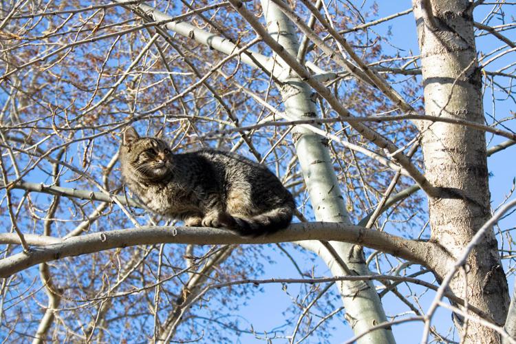 Gatto su un albero - ()