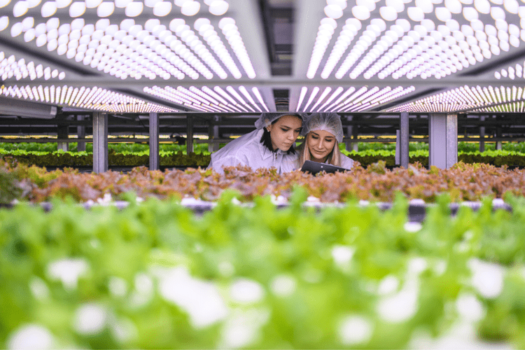 AgriMercati Ismea, positiva la congiuntura nel primo trimestre 2025