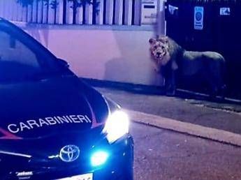 Rome, the alarm goes off: a lion escapes from the circus in Ladispoli
