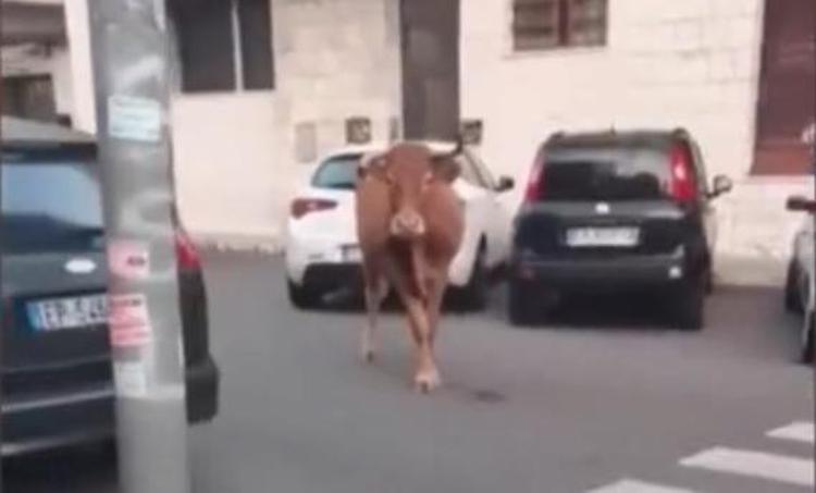Il vitello nelle strade di Roma