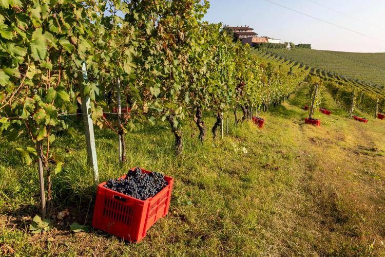 Vendemmia 2023 in ulteriore riduzione, calo da 20 a 24% su 2022