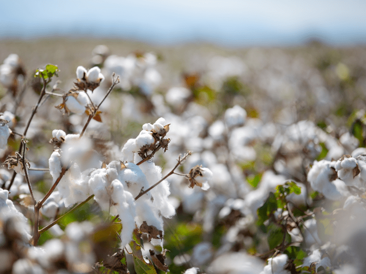 L’iniziativa EUCOTTON: ecco come il cotone europeo apre la strada alla tendenza verso la tracciabilità nella moda