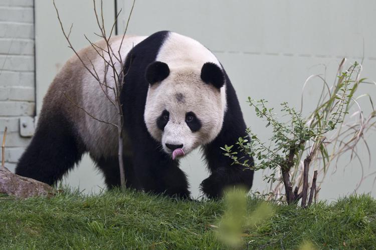 Il panda Yang Guang  - (Fotogramma)