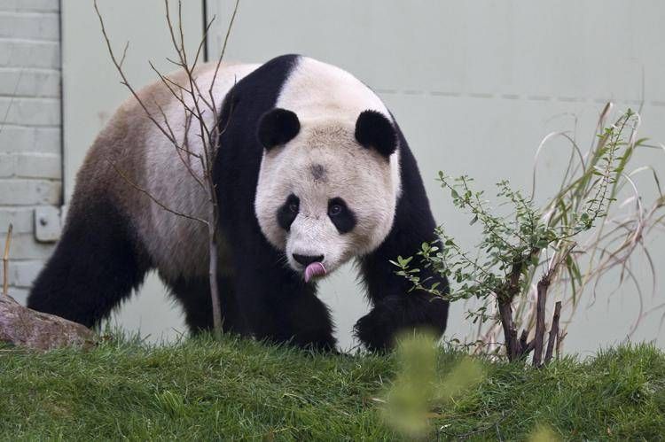 Il panda Yang Guang - (Fotogramma)
