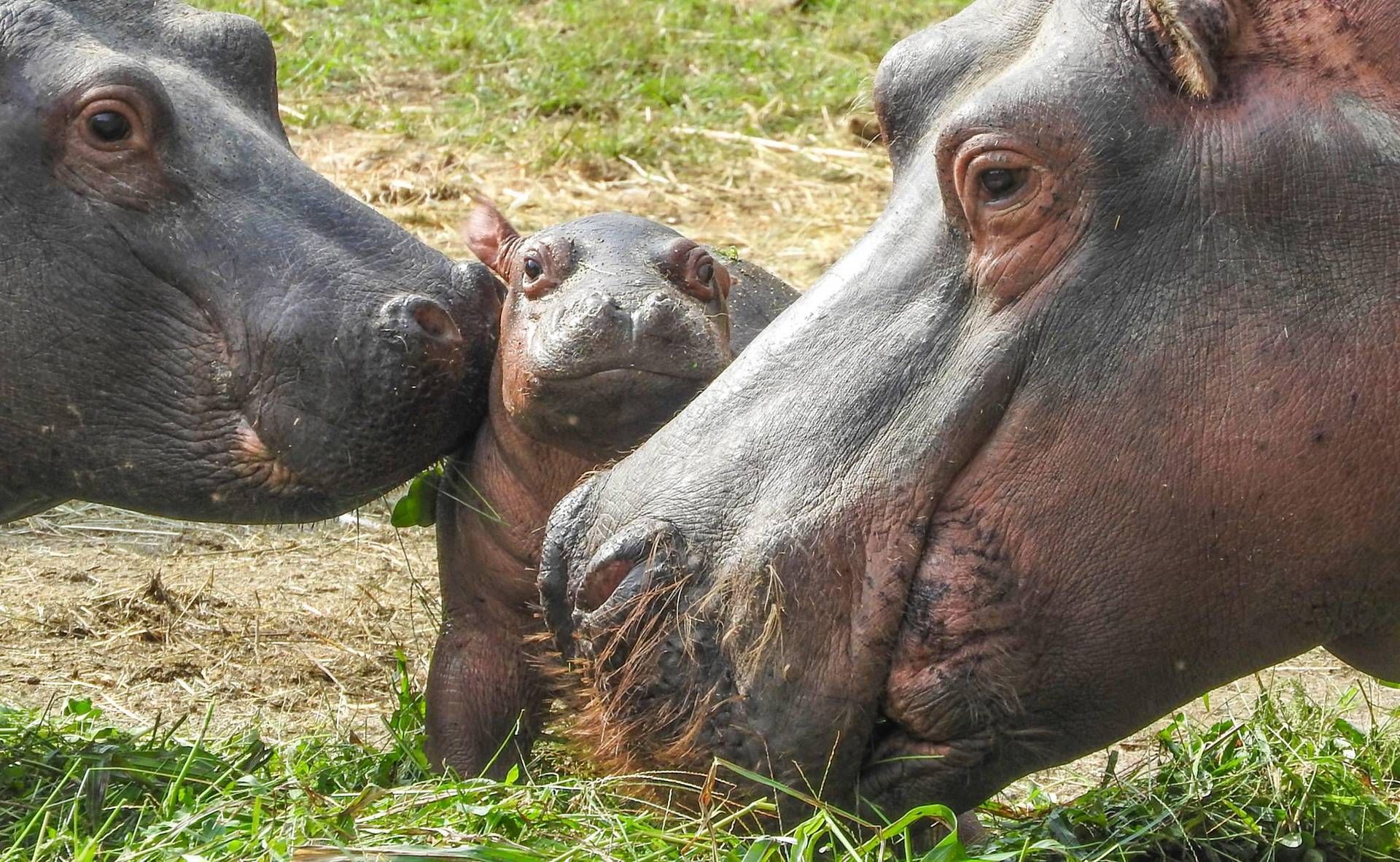 Recherche, il y a 500 000 ans, des hippopotames et des éléphants se promenaient dans Rome