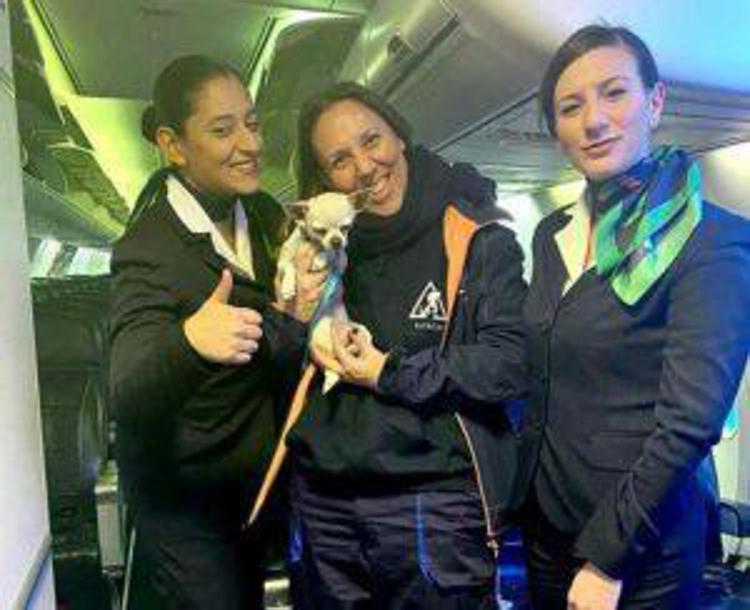 Animali, compagnia aerea offre voli verso casa a cani e gatti in adozione