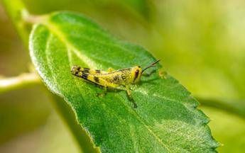 Ogni anno consumiamo 500 grammi di insetti 'nascosti', alert su allergie