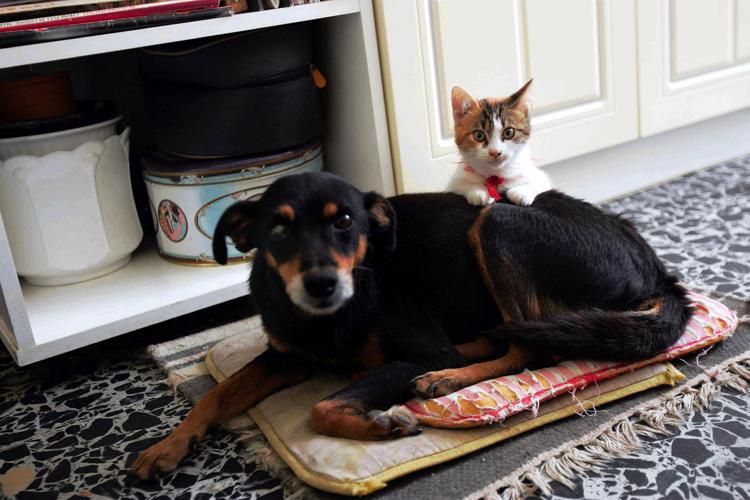 Cane e gatto in casa - Fotogramma