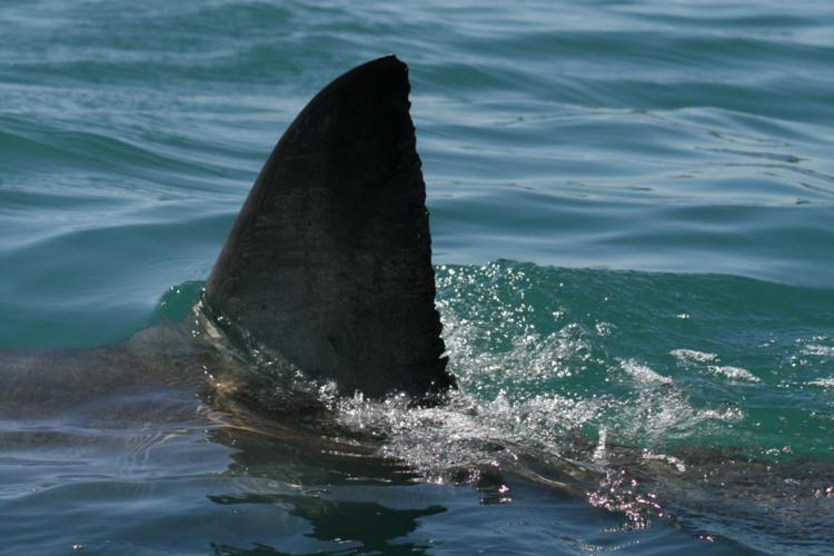 Pinna di uno squalo emerge dall'acqua - Fotogramma