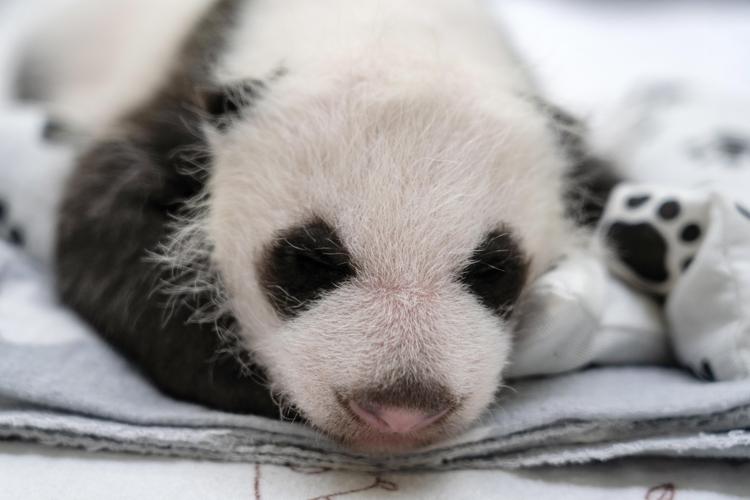 Cucciolo di panda gigante - Fotogramma