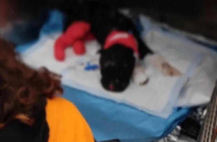 Aron non ce l'ha fatta, morto il cane bruciato vivo dal padrone a Palermo Aron non ce l'ha fatta, morto il cane bruciato vivo dal padrone a Palermo
