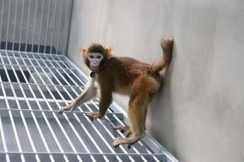 Scimmia clonata sopravvissuta 2 anni, l’esperimento in Cina