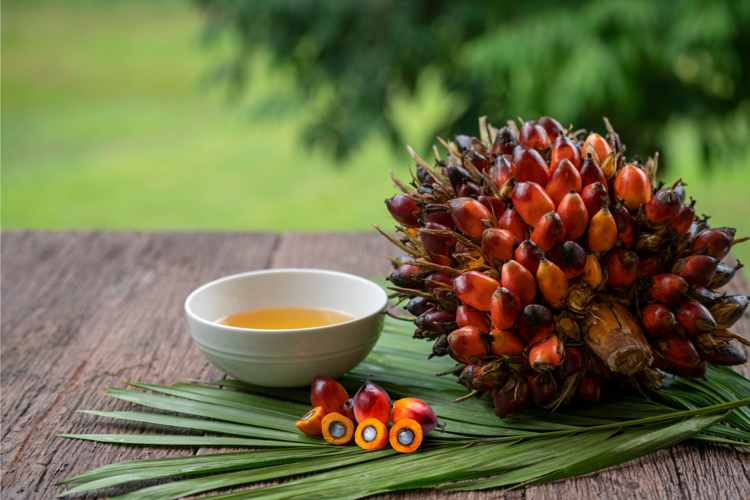 Tracciabilità e zero deforestazione per un olio di palma sempre più sostenibile