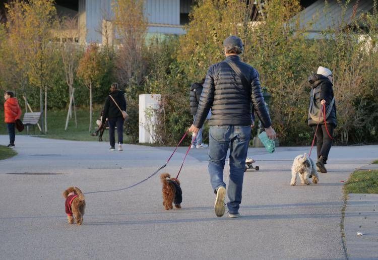 Cani al parco - (Fotogramma)