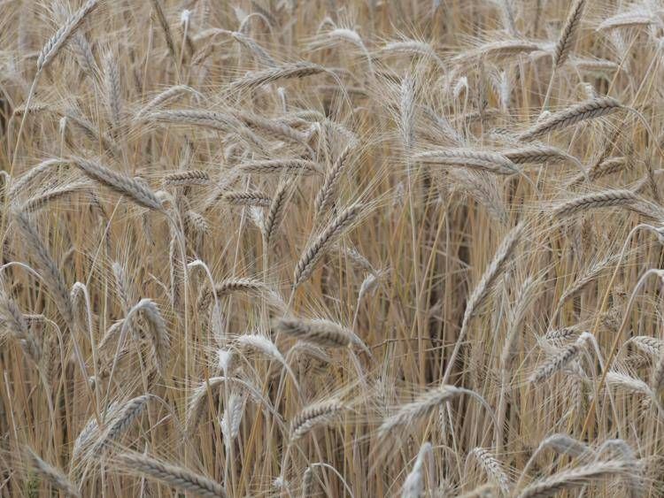 Campo di grano - (Fotogramma)