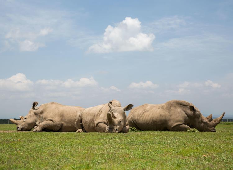 Mamma Najin e la figlia Fatu, gli ultimi due rinoceronti bianchi del Nord viventi  - (Fotogramma) 