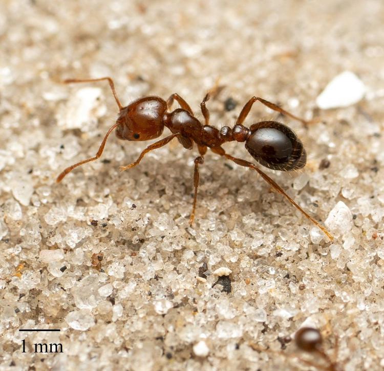 L’invasione delle formiche di fuoco in Sicilia - Ascolta