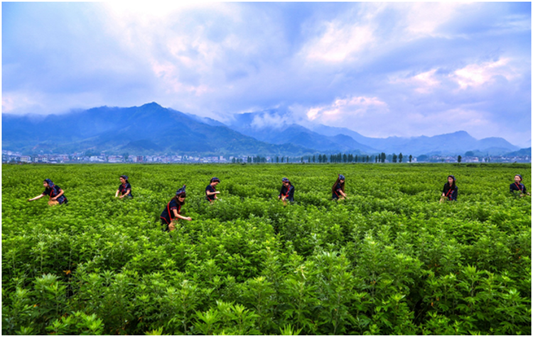 The farmers of Qichun are picking Qiaileaves