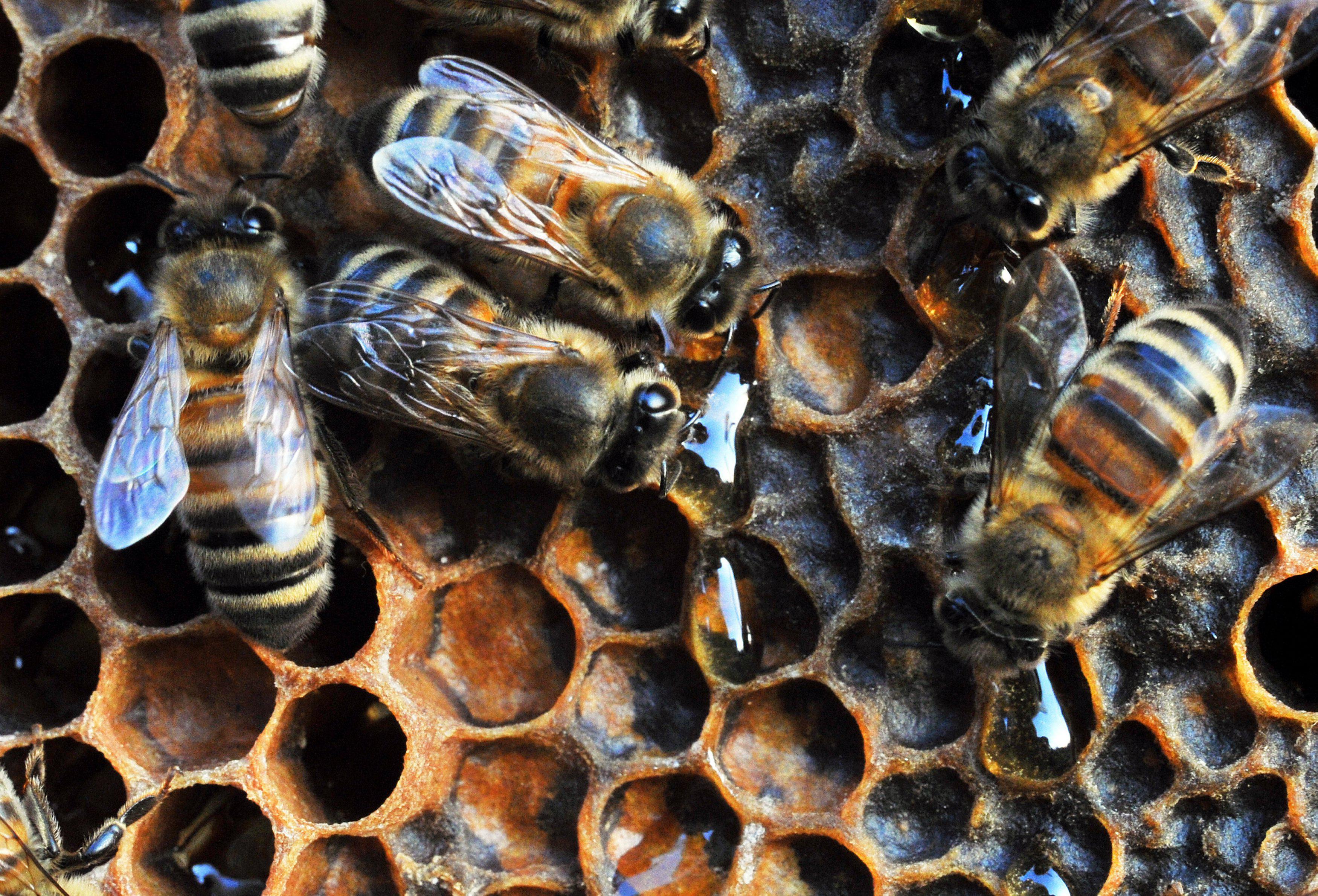 Caldo Anomalo: Allarme per 50 miliardi di api ingannate dal caldo