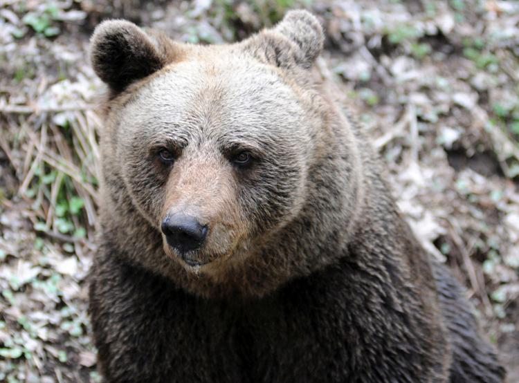 L'orso M90 - (Fotogramma)