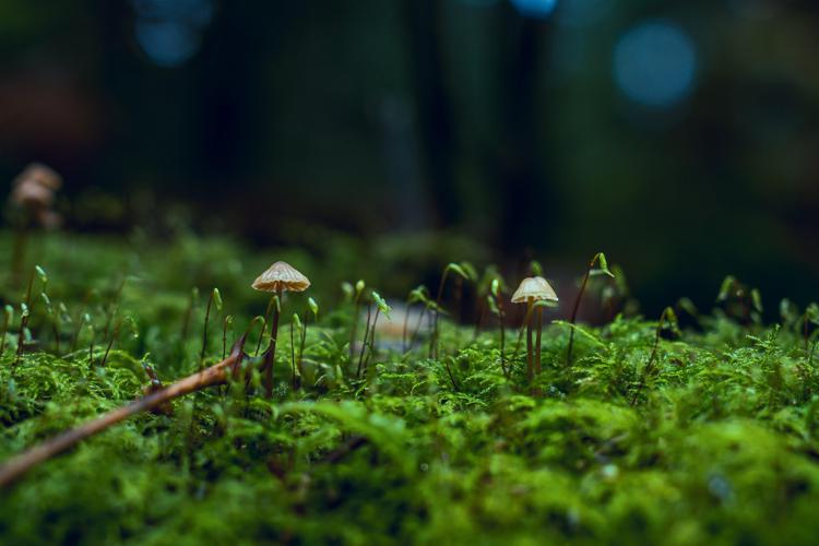 I funghi rendono sostenibili i boschi verticali?