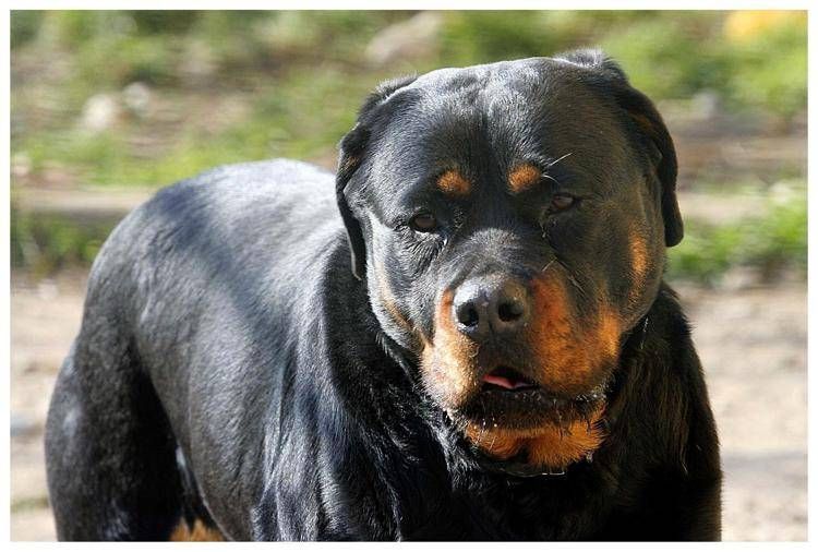 CANE CANI ANUn rottweiler - FOTOGRAMMA