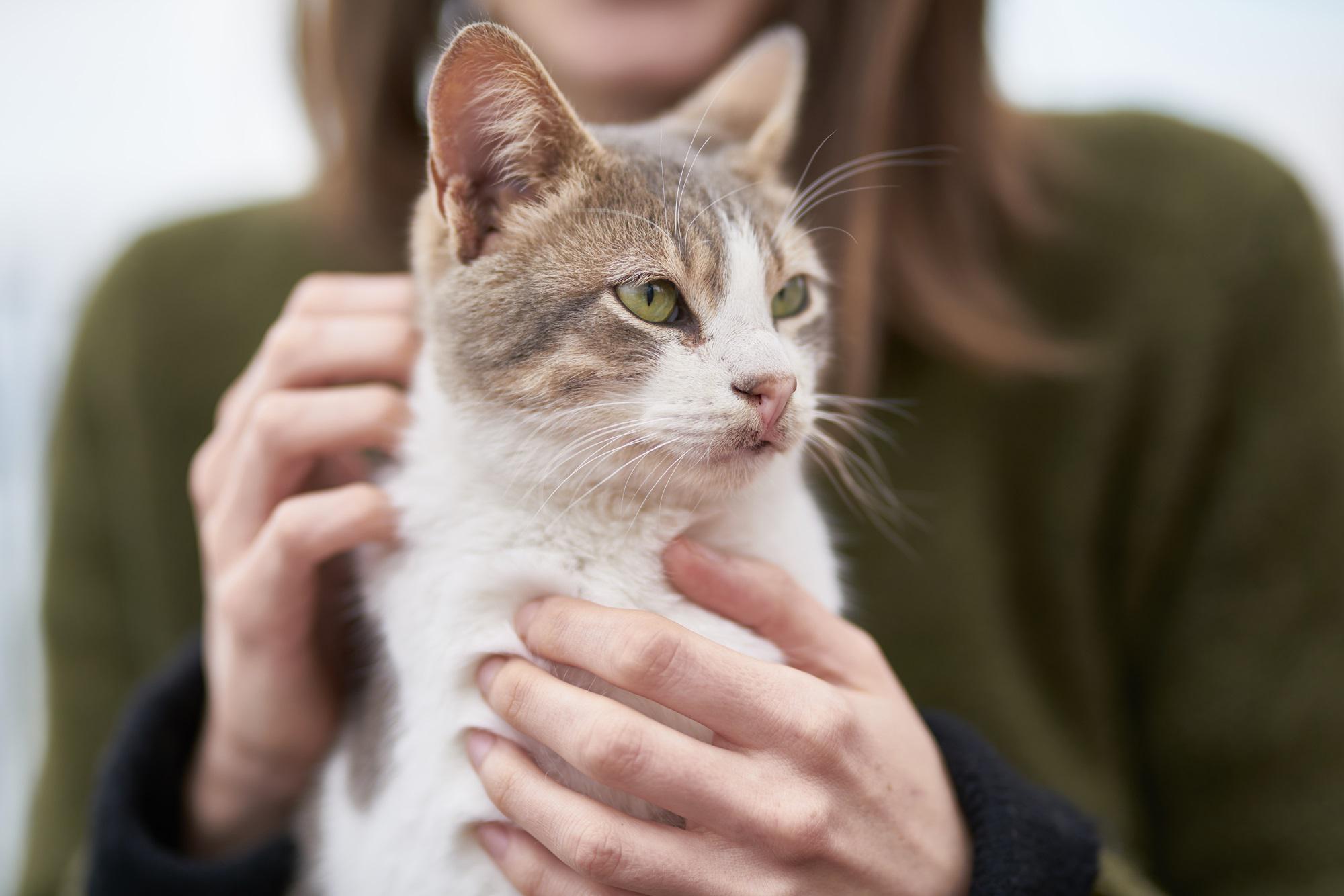 Caso di peste bubbonica negli Usa, paziente contagiato dal suo gatto in Oregon