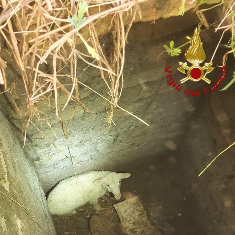 Roma, pecora cade in un pozzo profondo 4 metri: salvata da vigili del fuoco