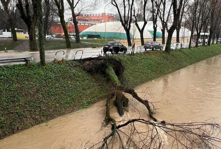Un albero caduto in un fiume