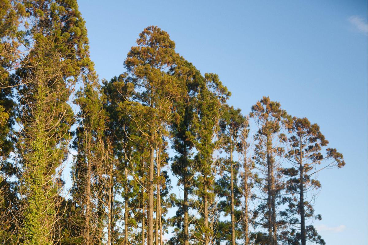 Produrre legname senza abbattere gli alberi: come funziona il Daisugi
